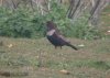 Ring Ouzel at Gunners Park (Steve Arlow) (69949 bytes)